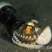 octopus_coconut_bottle_kbrab_h_0313_sul5332.jpg